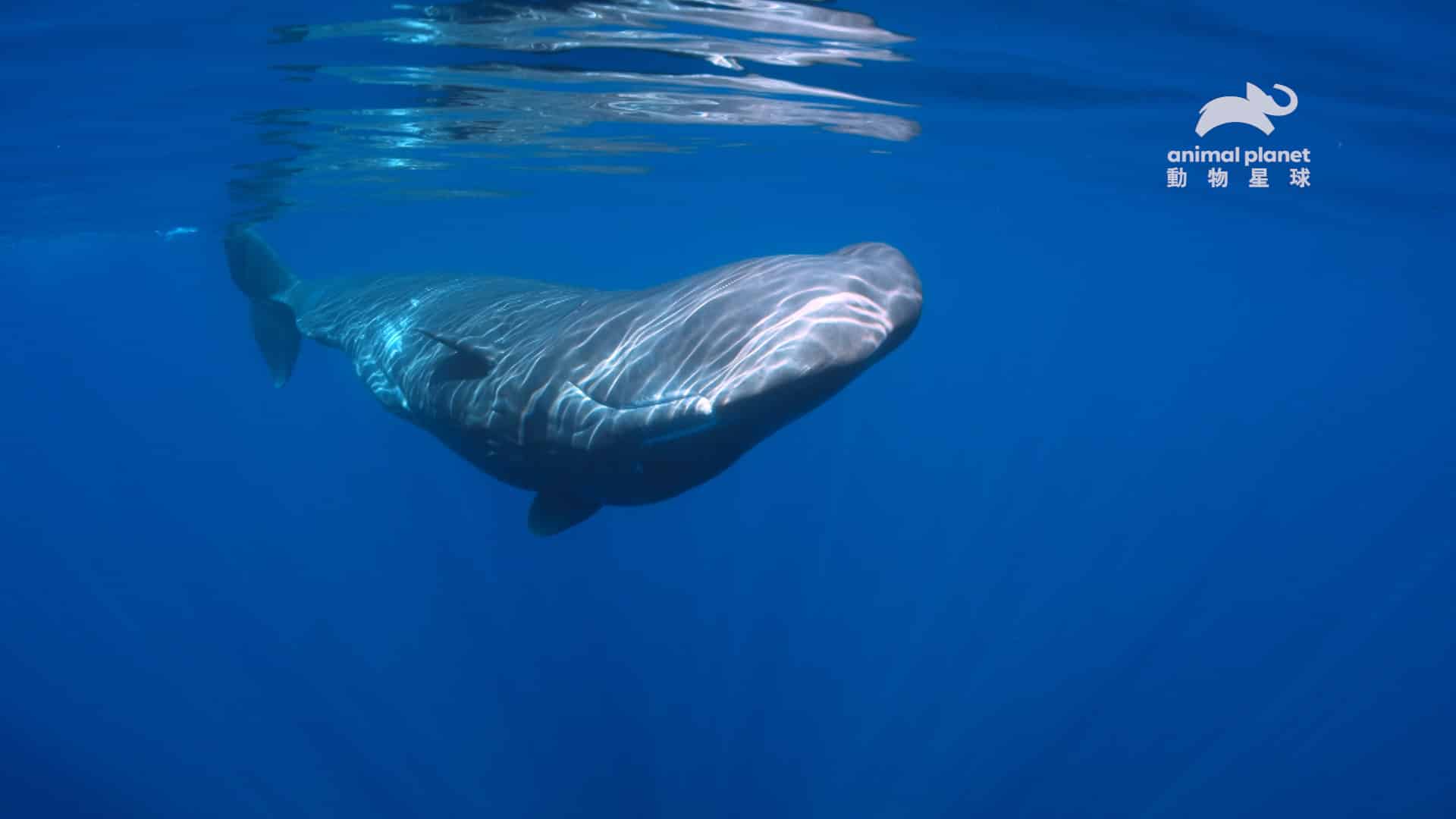 【動物星球頻道】抹香鯨堪稱時間管理高手！ 1 天竟只花1.7小時睡覺？！ 動物檢定「海洋動物知多少」 帶你探索不可思議的海洋小宇宙