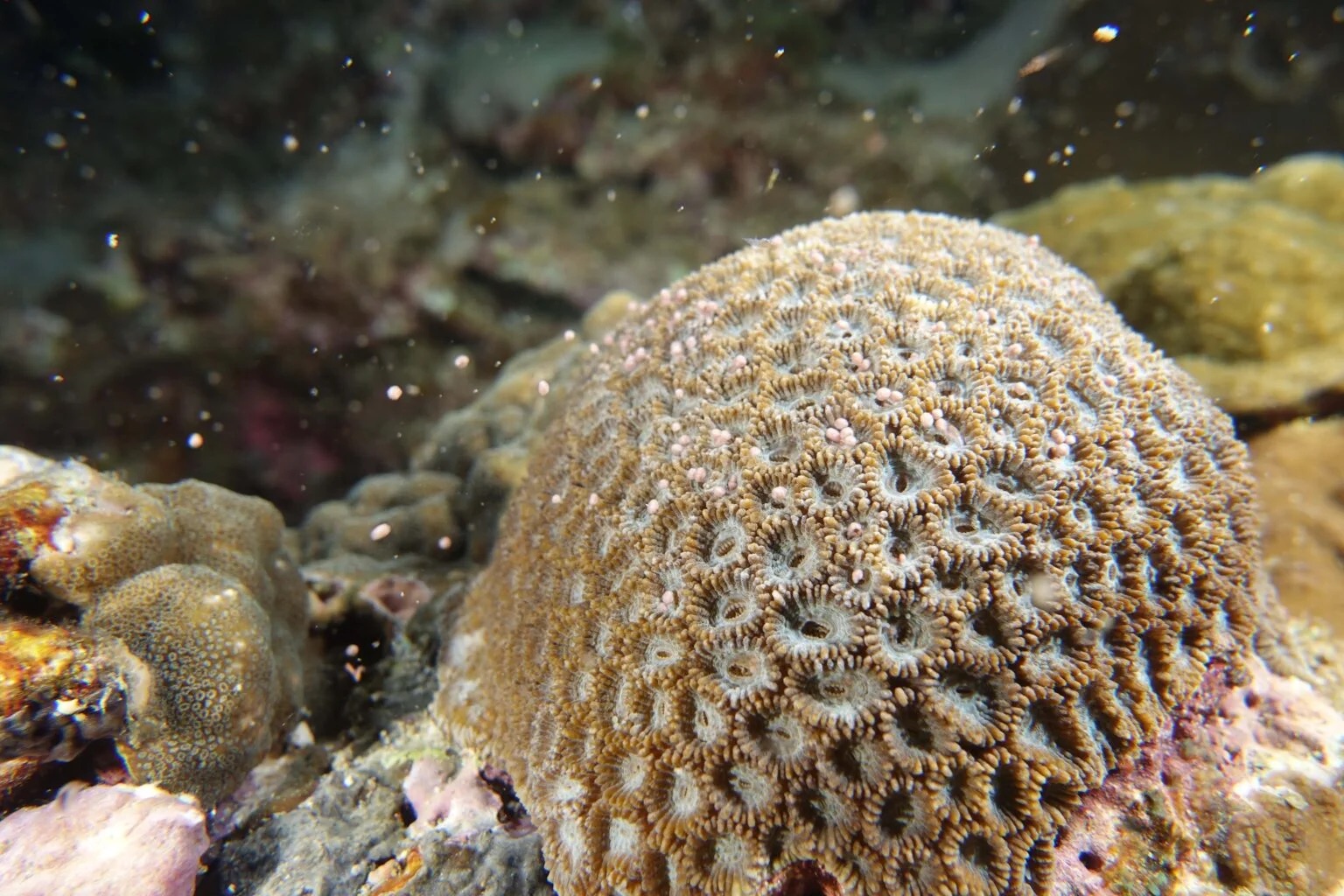 Why Do Corals Spawn in Mass Synchrony? The Key Lies in the Dark