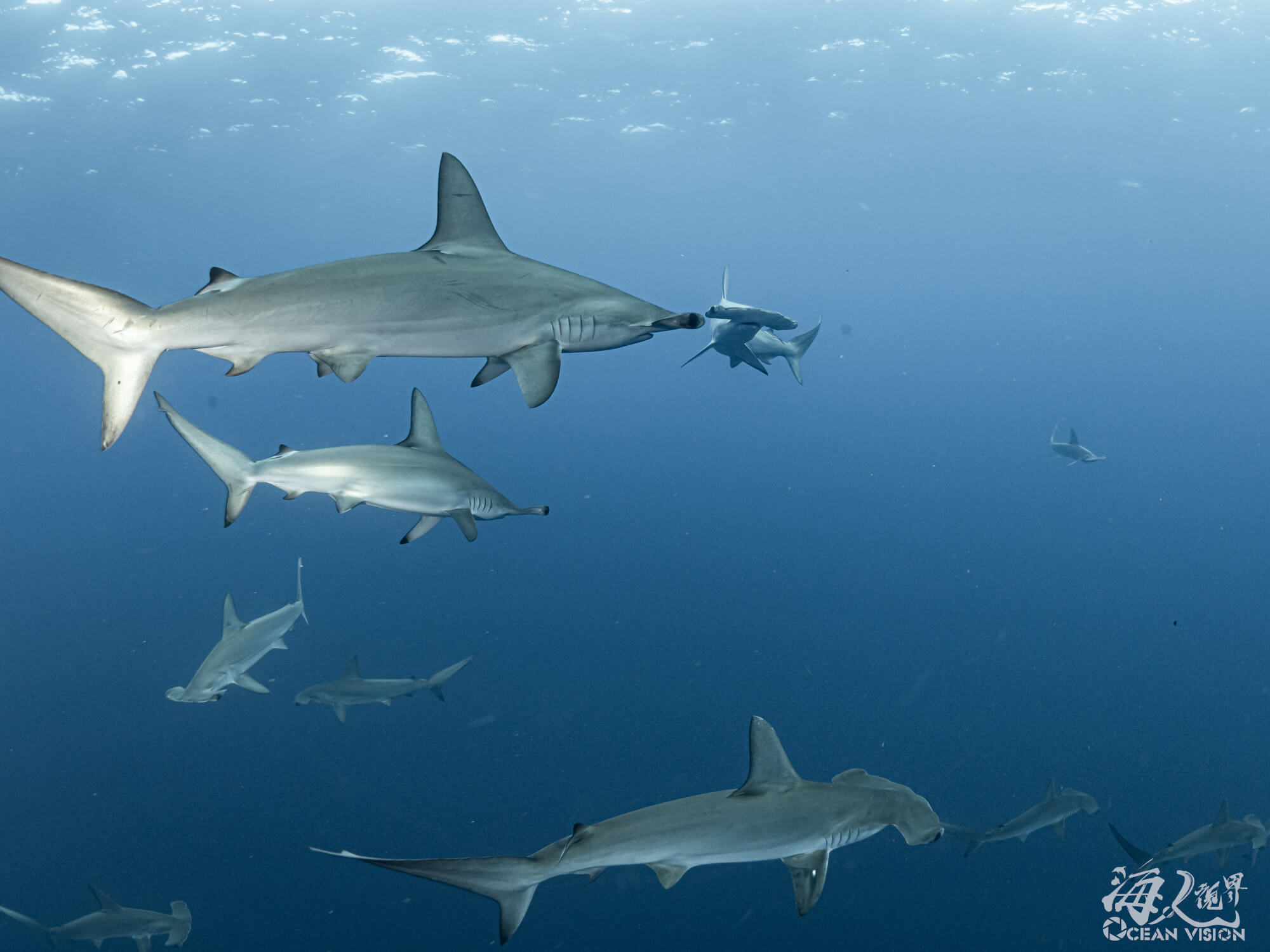 Exploring Mikomoto: Where Hammerhead Shark Diving Meets Community Revitalization