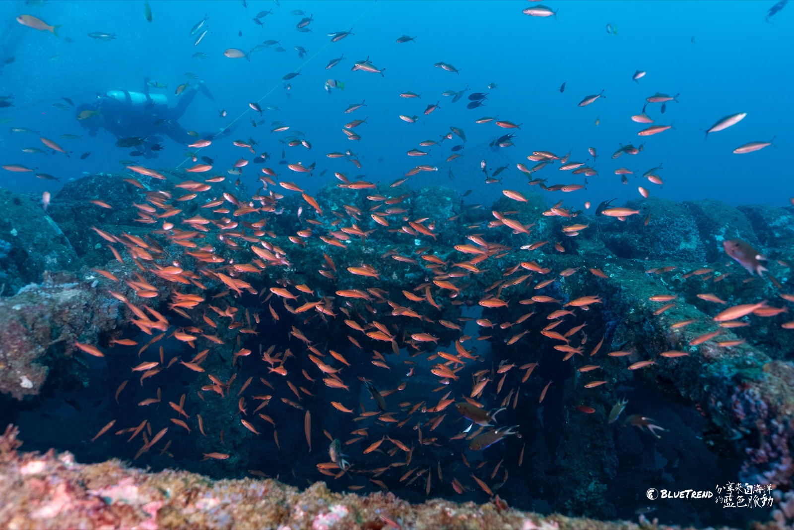 人工魚礁上聚集大量橘紅色魚群，遠處有潛水員