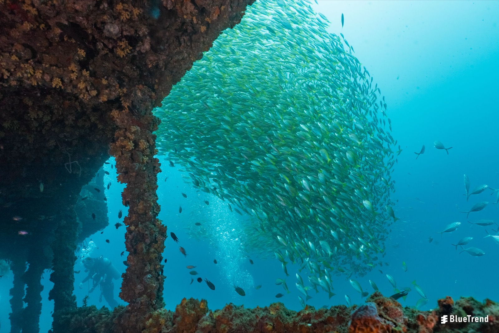 潛水員在汶萊鑽油平台結構旁與大群小魚同框