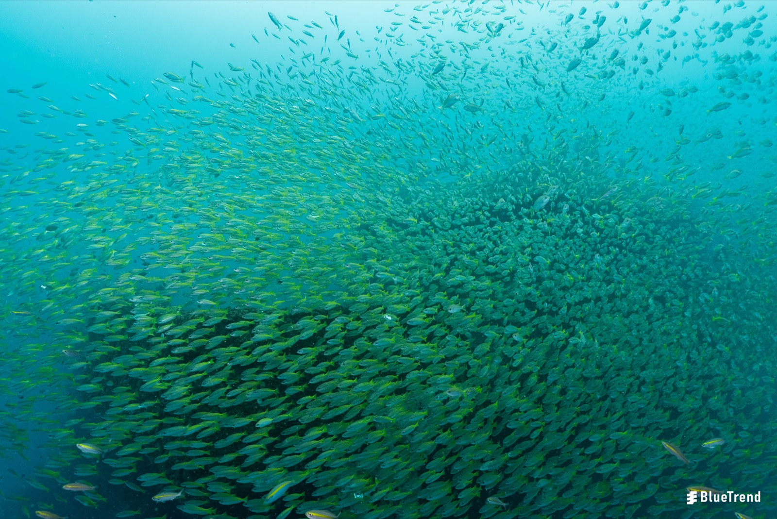 成千上萬的黃尾笛鯛在汶萊海域形成魚群風暴