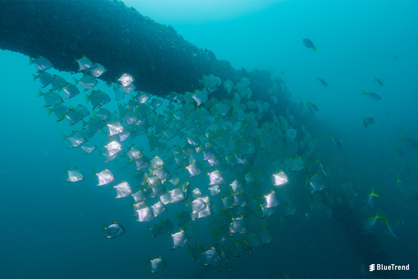 銀白色魚群沿著汶萊沉船的結構聚集